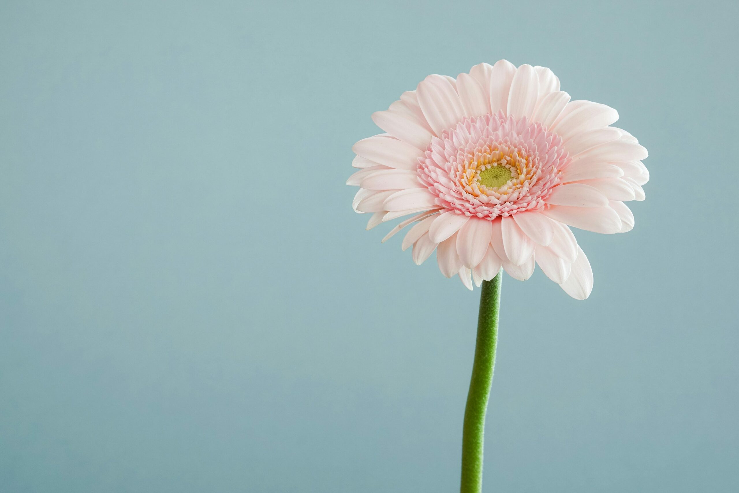 In memoriam for Polly McGlew and David Brown.  Your work with us will never be forgotten. You are missed.